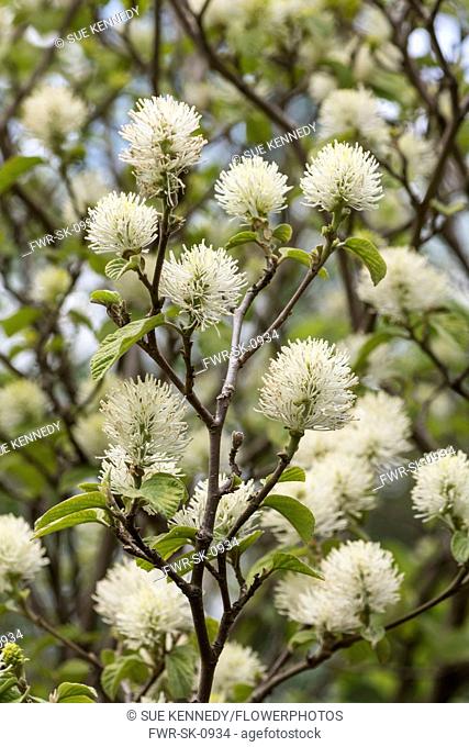 Mountain witch alder, Fothergilla major Monticola Group, White coloured blossoms on the tree