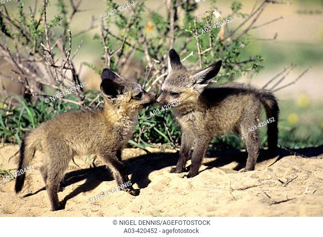 Bat-eared Fox, Otocyon megalotis, Cubs greeting, Kgalgadi Transfrontier Park, Kalahari, South Africa