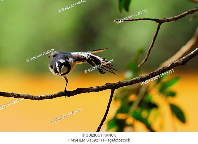 Swaziland, Hhohho district, Ezulwini valley (valley of Heaven), Mlilwane Wildlife Sanctuary, african pied wagtail