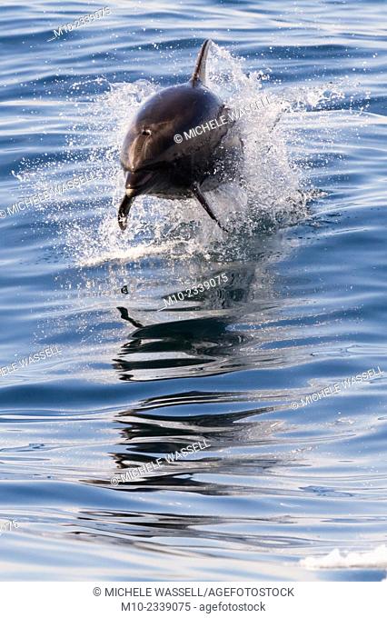 Common Dolphin leaping out of the water in the Pacific Ocean, California, USA