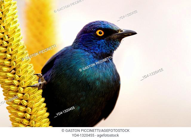 Cape Glossy starling Lamprotornis nitens, on the Skirt aloe Aloe alooides, Kruger National Park, South Africa