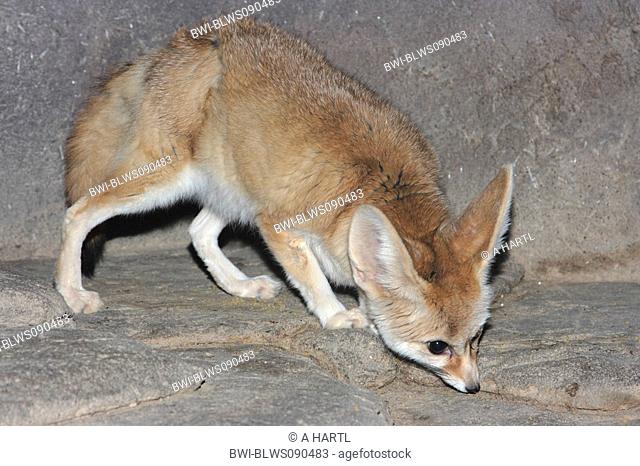 fennec fox Fennecus zerda, Vulpes zerda, on a rock