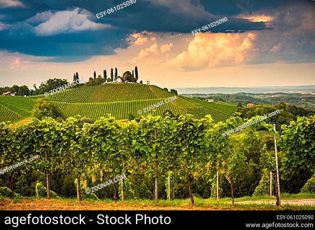 Vineyard on an Austrian countryside, Styrian Tuscany. Wine road through south