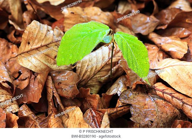 red beech Nothofagus fusca, germinating on forest ground among old leaves