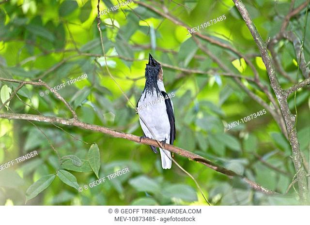 Bearded Bellbird - male calling in forest canopy (Procnias averano carnobarba). Asa Wright Centre - Trinidad