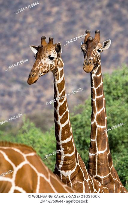Portrait of reticulated giraffes (Giraffa reticulata) in Samburu National Reserve in Kenya