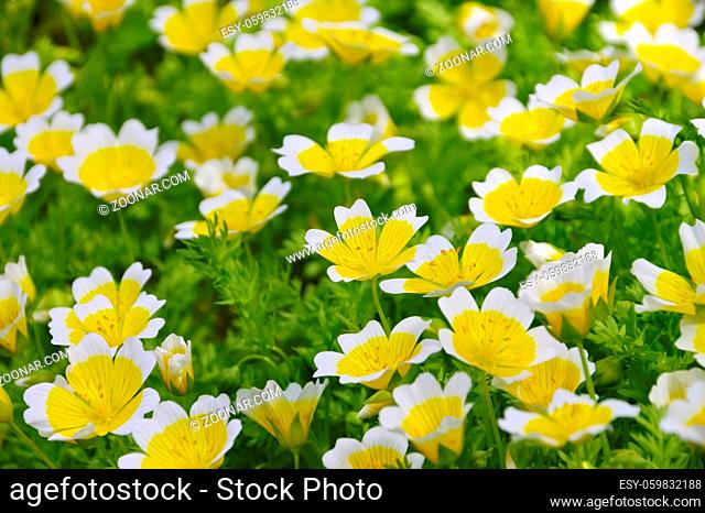 Sumpfblume in gelb und weiß - poached egg plant in white and yellow