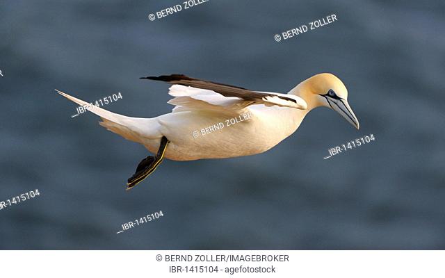 Northern Gannet (Sula bassana) flying, North Sea, Heligoland, Schleswig-Holstein, Germany, Europe