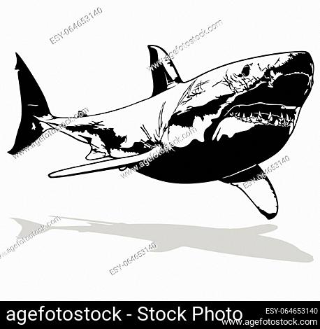 Drawing of a Great White Shark Swimming the Ocean Waters - Black Illustration Isolated on White Background, Vector