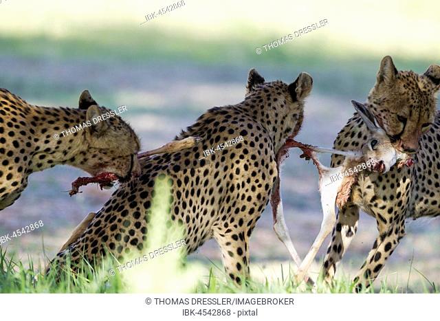 Cheetahs (Acinonyx jubatus), female and her subadult female cub struggle with the carcass of a springbok (Antidorcas marsupialis) lamb, Kalahari Desert