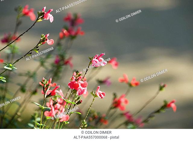Pink flowers growing toward sunlight