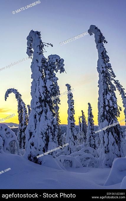 Winter landscape at sunset in direct light with plenty of snow on the trees, Gällivare county, Swedish Lapland, Sweden
