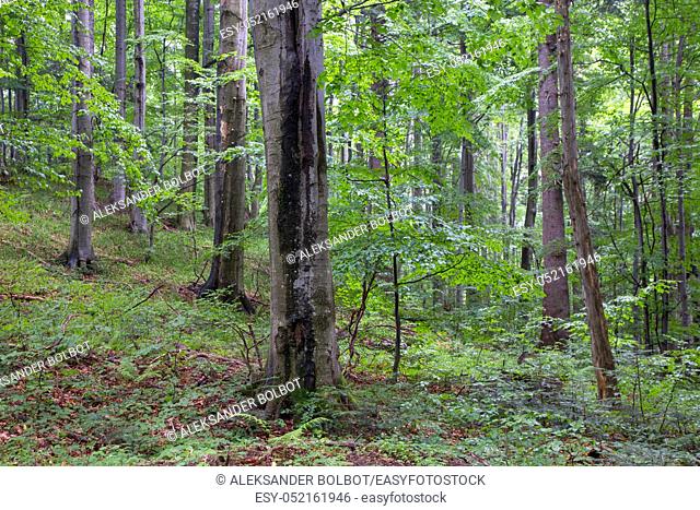Natural mixed stand of Bieszczady Mountain region in summer rain after with two old sycamore tree in foreground, Bieszczady Mountain, Poland, Europe