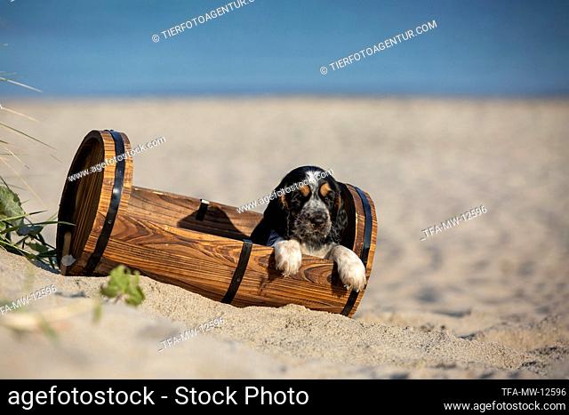 English Cocker Spaniel Puppy at the beach