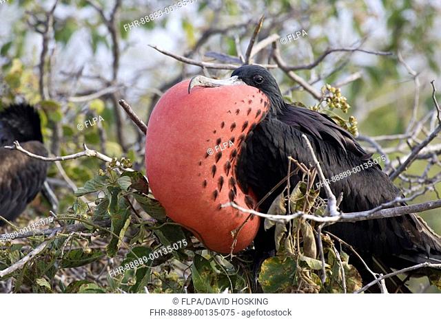 Magnificent Frigatebird, Fregata magnificens, on North Seymour island Galapagos, Displaying Male showing red goular pouch