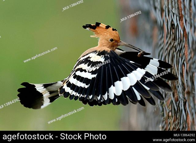 Hoopoe (Upupa epops) in flight with food, Rhineland-Palatinate, Germany