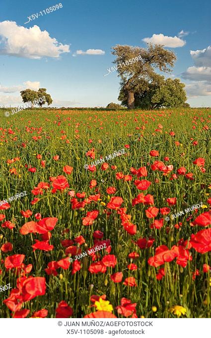 Poppies in a meadow, Badajoz province, Extremadura, Spain
