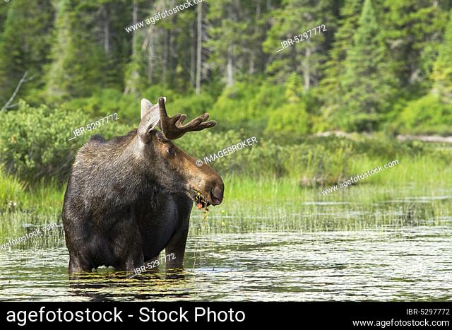 Bull moose (Alces alces) feeding in a lake, La Mauricie national park, Quebec, Canada, North America