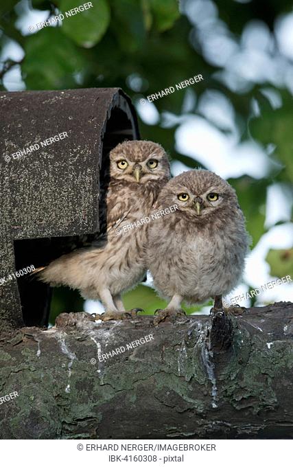 Young little owls (Athene noctua) in front of their nesting hole, Emsland, Lower Saxony, Germany