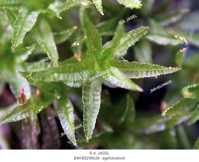 Catherine's moss (Atrichum undulatum), sprout, Germany, North Rhine-Westphalia