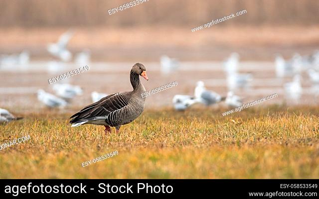 Greylag goose, anser anser, walking on flooded field in autumn nature. Large bird standing on wet meadow in winter with copy space