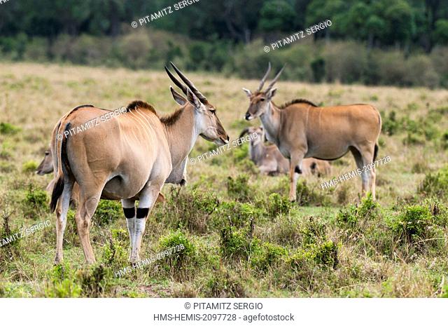 Kenya, Masai Mara, Eland (Taurotragus oryx)