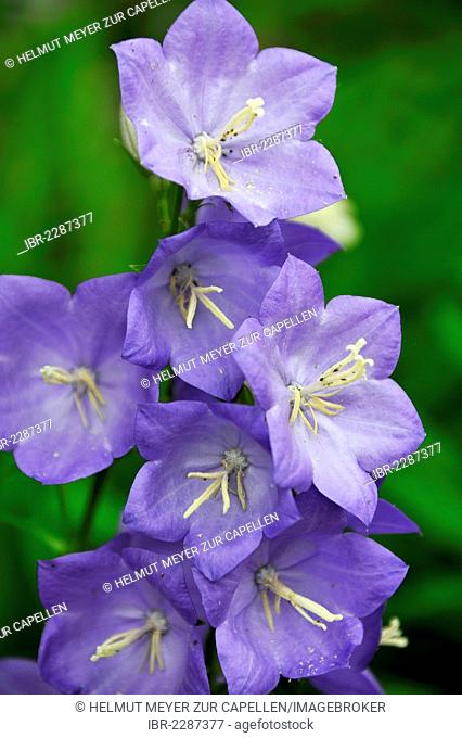 Blue Bellflower (Campanula carpatica), Pegnitz, Middle Franconia, Bavaria, Germany, Europe