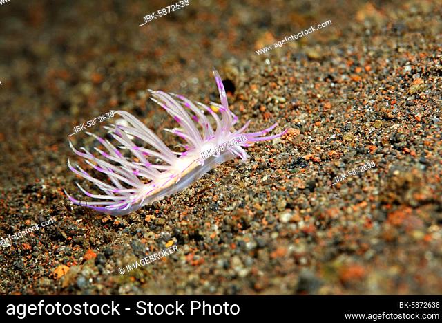 Thread snail ( Flabellina rubrolineata) crawls over sandy ground, Bali, Indo-Pacific, Indonesia, Asia