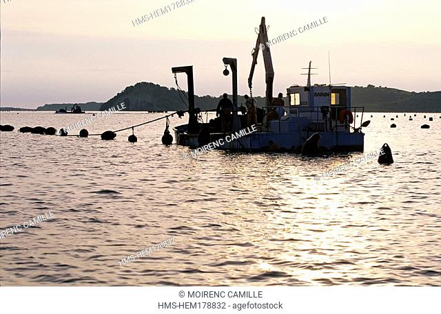 France, Haute Corse, north of Aleria, Etang de Diane, stockbreeding of oysters and mussels, Etang de Diane company