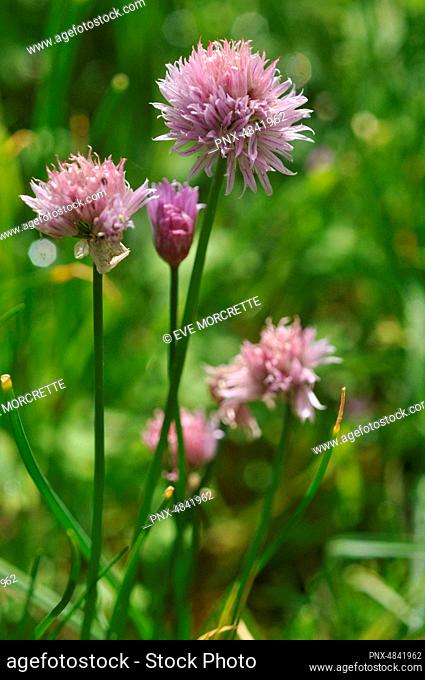 France, Brittany, Taupont, chives in bloom, perennial plant of the family Allium schoenoprasum