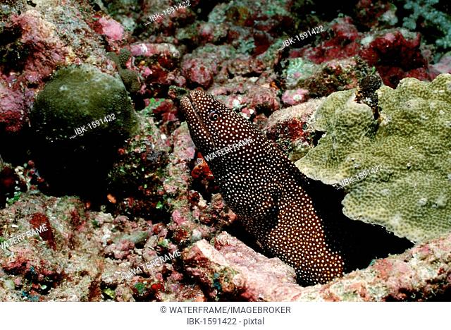 Turkey Moray (Gymnothorax meleagris), Maldive Islands, Indian Ocean