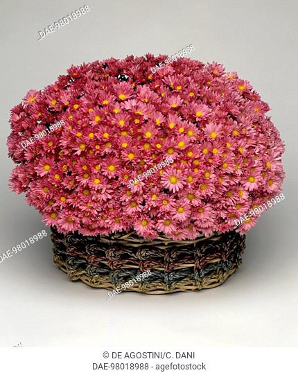 Korean chrysanthemum (Chrysanthemum coreanum Felipa), Asteraceae