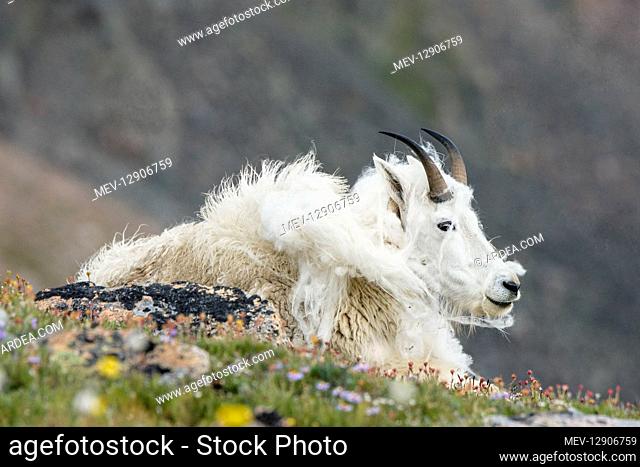 Shedding Mountain Goat (Oreamnos americanus) on edge of alpine meadow in the Beartooth Mountains near the Wyoming/Montana border