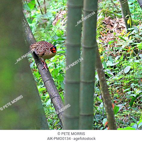 Cabot's Tragopan (Tragopan caboti) perched in the forest