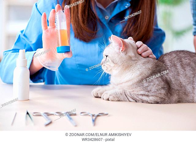 Cat being examining in vet clinic