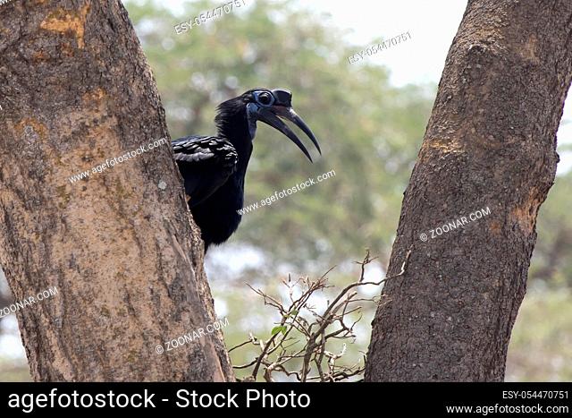 female Abyssinian ground hornbill that sits between the trunks of a large tree and the African savanna