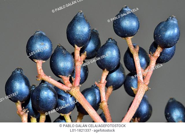 Fruits of laurustinus Viburnum tinus