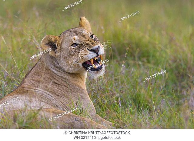 African Lion (Panthera leo) hissing, Maasai Mara National Reserve, Kenya, Africa