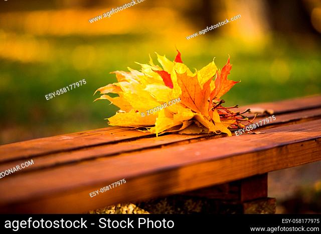The bunch of fallen maple leaves of yellow and red colors. The bouquet lies on a wooden bench in the autumn park