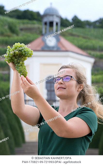 Trainee Maja Wenzel holds grapes of the early-ripening ""Solaris"" variety for ""Federweisser"" wine at the German state of Saxony's weinery at Wackerbarth...