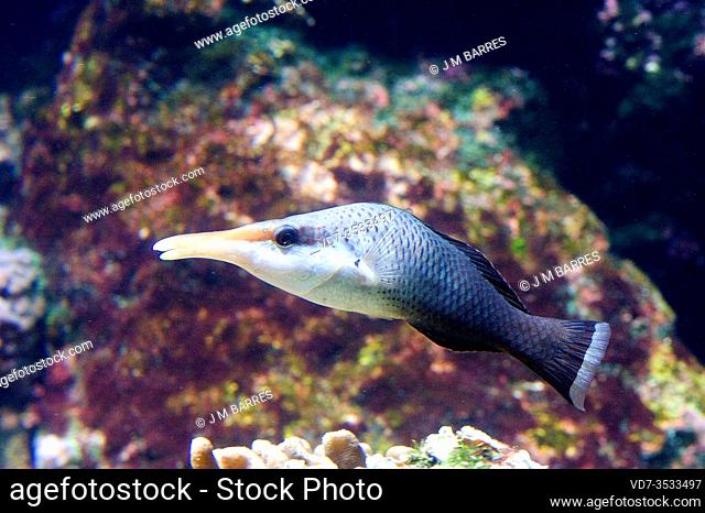 Green birdmouth wrasse (Gomphosus caeruleus) is a marine fish native to tropical Indean Ocean. Female