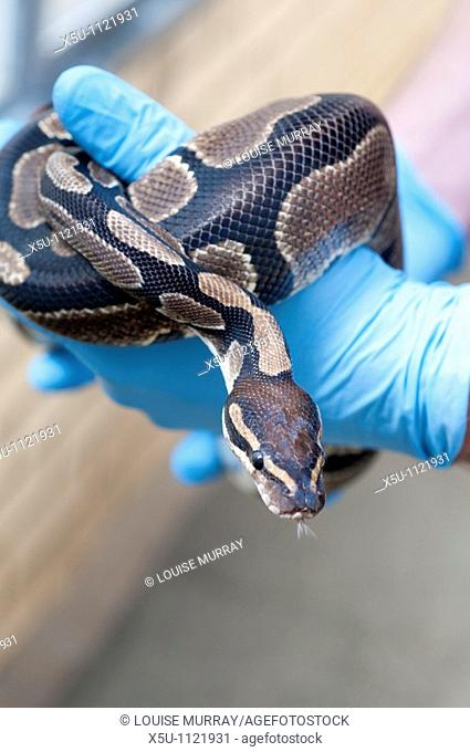 CITES team officer Tim Luffman with confiscated Royal Python illegal pet trade or Wild caught