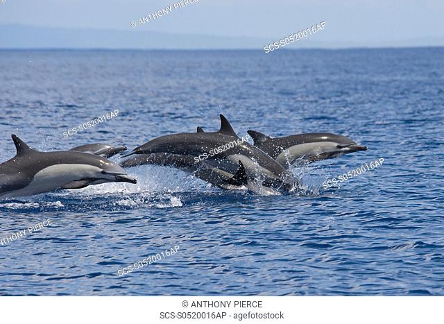 A group of Short-beaked Common Dolphin, Delphinus delphis, porpoising, Costa Rica, Pacific Ocean