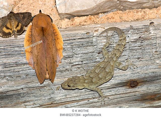 Kotschy's gecko Mediodactylus kotschyi, Cyrtodactylus kotschyi, with Lappet , Gastropacha quercifolia, Greece, Peloponnes