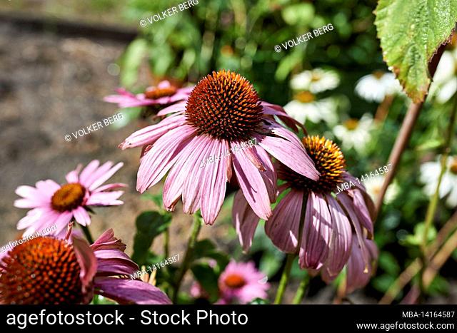 close up of coneflower flowers or echinacea in the garden