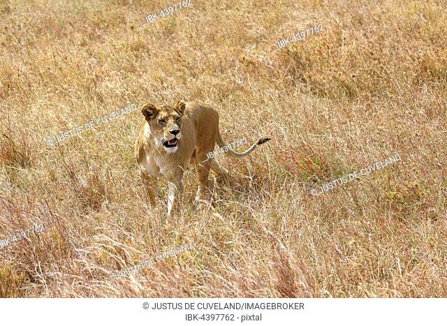 Pregnant lioness wandering in savannah, African lion (Panthera leo), female, Serengeti National Park, UNESCO World Heritage, Tanzania