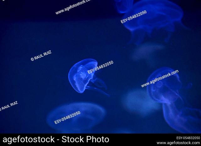 Jellyfish set, in the ocean, blue color, fluorescent