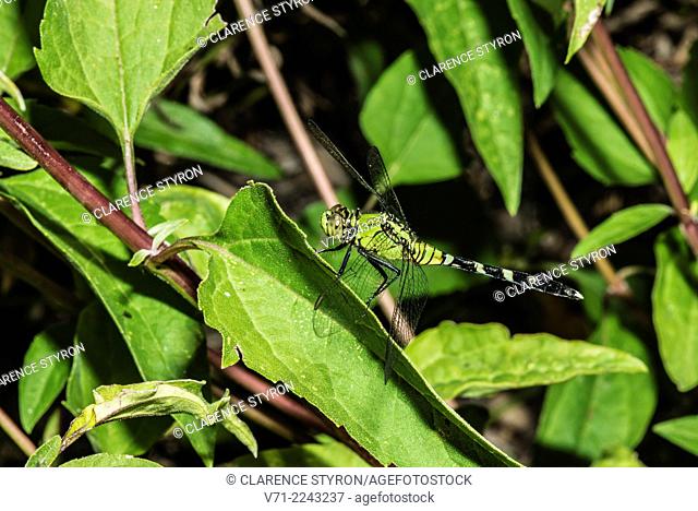 Eastern Pondhawk Dragonfly (Erythmis simplicicollis) Hunting from Leaf