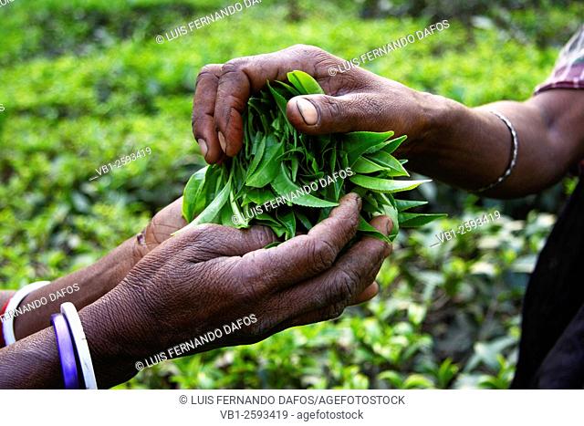 Tea pickers hands passing a fistful of tea leaves. Srimangal, Bangladesh
