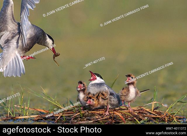 Whiskered tern, Chlidonias hybrida, in flight feeding three chicks in nest
